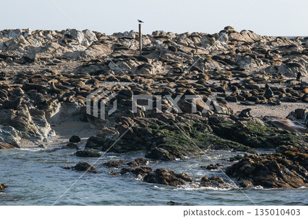 Large colony of cape fur seal resting on rocky coastal shore with ocean water 135010403