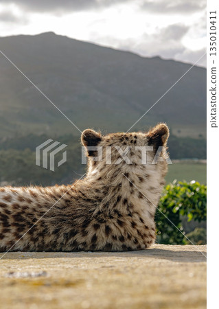 Cheetah cub in rehabilitation center gazing at mountain landscape Cheetah cub in rehabilitation center gazing at mountain landscape 135010411
