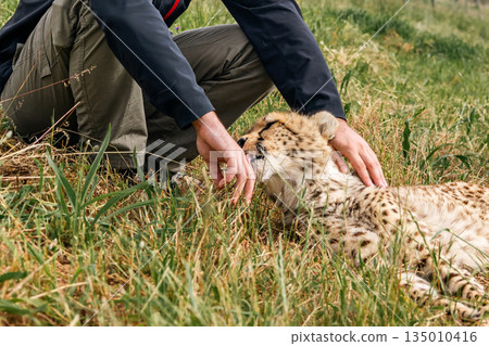 Man petting a cheetah lying on green grass. Animal protection and care 135010416