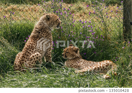 Two cheetah cub in a rehabilitation center in South Africa. Wildlife protection Two cheetah cub in a rehabilitation center in South Africa. Wildlife protection 135010428