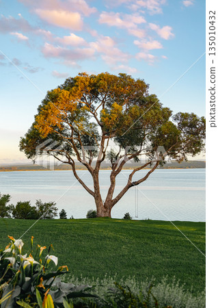 Large tree overlooking a calm lake, featuring a swing hanging from a branch 135010432