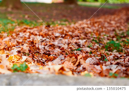 Colorful fallen leaves on trees in an autumn park close up Colorful fallen leaves on trees in an autumn park close up 135010475