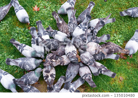 Group of urban pigeons feeding together on green grass. Birds in city park environment Group of urban pigeons feeding together on green grass. Birds in city park environment 135010480