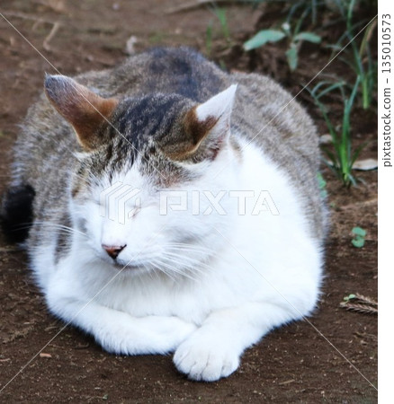 A brown and white cat in the temple grounds cools off on the ground on a summer day A brown and white cat in the temple grounds cools off on the ground on a summer day 135010573