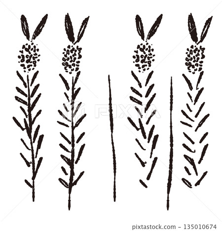Hand-drawn monochrome illustration of lavender Hand-drawn monochrome illustration of lavender 135010674
