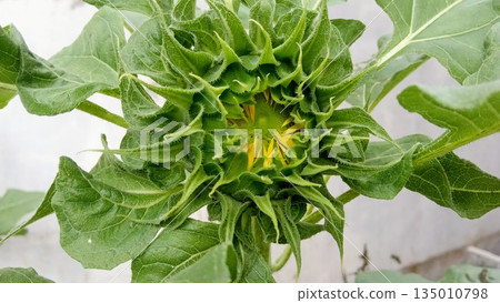 Close Up of Developing Sunflower Bud Showing Symmetrical Green Sepals and Petals 135010798
