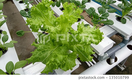 Hydroponic Lettuce Growth in Modern PVC Pipe Irrigation System Urban Farming 135010799