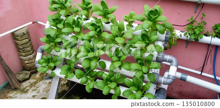 Fresh Green Pak Choi Growing in Vertical Hydroponic PVC Pipe System for Urban Farming and Sustainable Agriculture Fresh Green Pak Choi Growing in Vertical Hydroponic PVC Pipe System for Urban Farming and Sustainable Agriculture 135010800