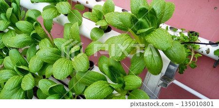 Close Up of Fresh Pak Choi Leaves with Water Droplets in Hydroponic Growing Pipe for Freshness and Quality Close Up of Fresh Pak Choi Leaves with Water Droplets in Hydroponic Growing Pipe for Freshness and Quality 135010801