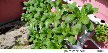 Healthy Hydroponic Pak Choi Garden in White Pipes for Modern Sustainable Food Production and Home Agriculture Healthy Hydroponic Pak Choi Garden in White Pipes for Modern Sustainable Food Production and Home Agriculture 135010802