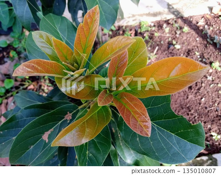 New Growth of Avocado Tree Showing Reddish Brown Young Leaves Close-up New Growth of Avocado Tree Showing Reddish Brown Young Leaves Close-up 135010807
