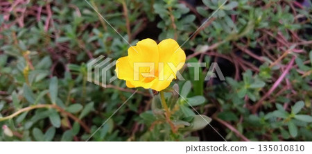 Yellow Portulaca Grandiflora Flower in Bloom with Green Succulent Leaves Background Yellow Portulaca Grandiflora Flower in Bloom with Green Succulent Leaves Background 135010810