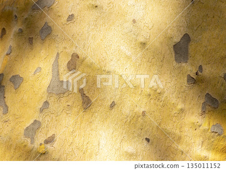 Platan, Platane, Platanus sycamore, plane tree trunk symbol. Texture made of Platan, Platane, sycamore, plane tree bark. Beautiful Platan tree trunk background. Conceptual image. Peaceful nature. 135011152