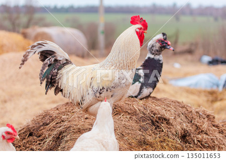 A white rooster and a Muscovy duck are sitting on a haystack. 135011653