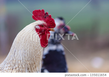 Close-up of a white rooster against a blurred background of a duck. Close-up of a white rooster against a blurred background of a duck. 135011654