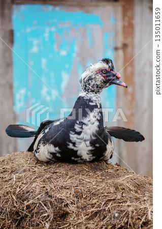 A speckled Muscovy duck sits on a stack of straw against a blue background. A speckled Muscovy duck sits on a stack of straw against a blue background. 135011659