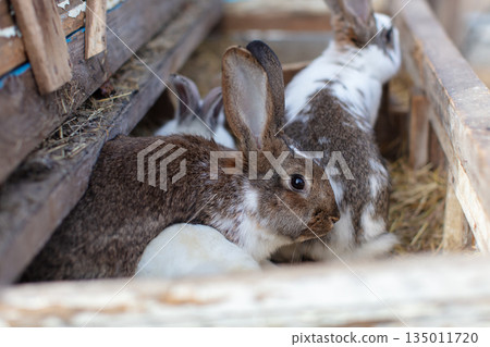Two speckled rabbits in wooden farm crates. Two speckled rabbits in wooden farm crates. 135011720