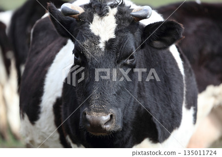 A cow with a white face and black ears. The cow is looking at the camera A cow with a white face and black ears. The cow is looking at the camera 135011724