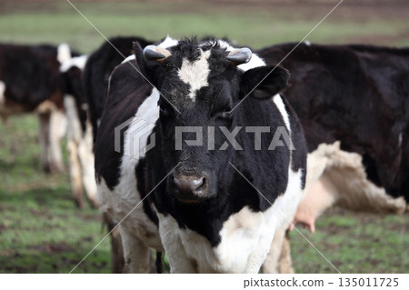A cow with horns is standing in a field with other cows. The cow is black and white and has a curious expression on its face A cow with horns is standing in a field with other cows. The cow is black and white and has a curious expression on its face 135011725