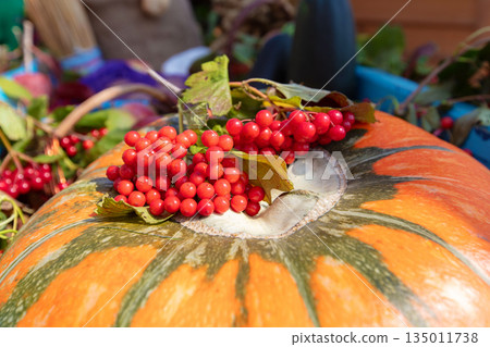 Close-up of yellow pumpkin with bunches of viburnum. Autumn harvest concept. 135011738