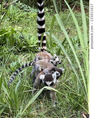 Cute ring-tailed lemur and baby in Andasibu, Madagascar Cute ring-tailed lemur and baby in Andasibu, Madagascar 135011817