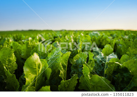 Close view of green beet leaves growing in agricultural field, healthy leafy vegetables, crop cultivation, sustainable farming and food production concept 135011823