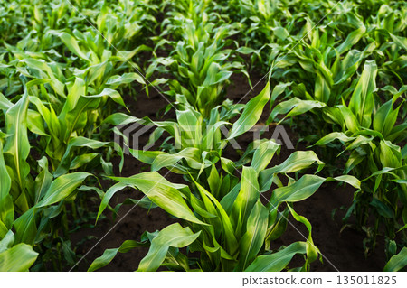 Young corn plants growing in fertile soil in agriculture field, green crop rows, early growth stage, farming activity and sustainable agriculture production 135011825