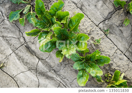 Top view of young beet plants growing in dry cracked soil, sustainable agriculture, crop cultivation and vegetable farming concept Top view of young beet plants growing in dry cracked soil, sustainable agriculture, crop cultivation and vegetable farming concept 135011830
