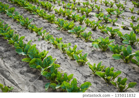 Young beet plants growing on cracked fertile soil in agricultural field, sustainable agriculture, early crop growth, vegetable farming and rural landscape Young beet plants growing on cracked fertile soil in agricultural field, sustainable agriculture, early crop growth, vegetable farming and rural landscape 135011832