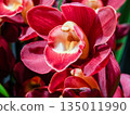 Red Cymbidium 135011990
