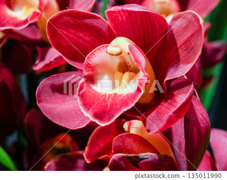 Red Cymbidium Red Cymbidium 135011990