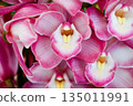 Pink cymbidium 135011991