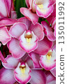 Pink cymbidium 135011992
