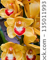 Yellow cymbidium 135011993