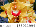 Yellow cymbidium 135011994
