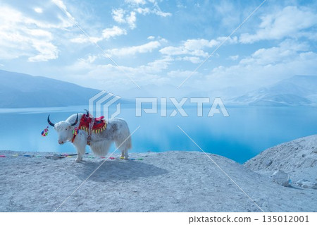 白沙湖與犛牛（中國新疆維吾爾自治區） 135012001