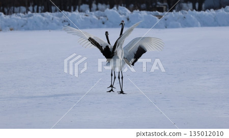 2026年1月4日：在鶴見台拍攝鶴 135012010