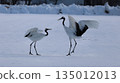 January 4, 2026: Photographing a crane at Tsurumidai 135012013