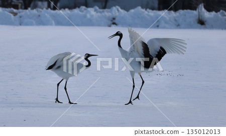 January 4, 2026: Photographing a crane at Tsurumidai January 4, 2026: Photographing a crane at Tsurumidai 135012013