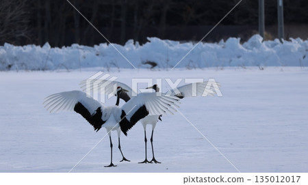 January 4, 2026: Photographing a crane at Tsurumidai 135012017