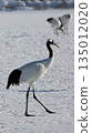 January 4, 2026: Photographing a crane at Tsurumidai 135012020