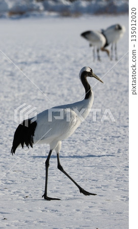 2026年1月4日：在鶴見台拍攝鶴 135012020