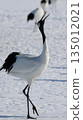 January 4, 2026: Photographing a crane at Tsurumidai 135012021