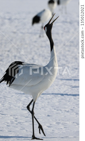 2026年1月4日:在鶴見台拍攝鶴 2026年1月4日:在鶴見台拍攝鶴 135012021