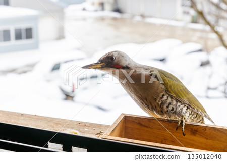 A female Japanese Green Woodpecker came to my window - Japanese Green Woodpecker 135012040