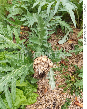 Dried Artichoke bud flower. Green leaves bush Dried Artichoke bud flower. Green leaves bush 135012564