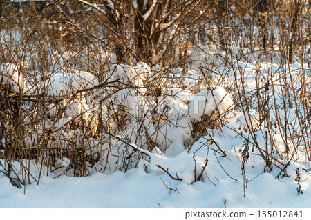 Snowy Forest Underbrush With Snowy Mounds And Bare Branches In Winter Morning Light Snowy Forest Underbrush With Snowy Mounds And Bare Branches In Winter Morning Light 135012841