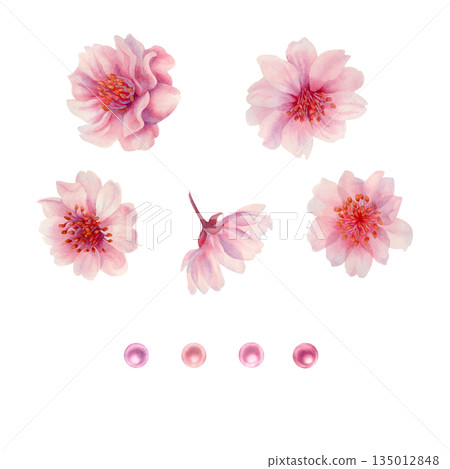 Set of pink flowers of cherry blossoms and pearls. Watercolor illustration templates for weddings, Valentine's Day, Mother's Day, birthdays, frames, borders, postcards, greetings, and banners Set of pink flowers of cherry blossoms and pearls. Watercolor illustration templates for weddings, Valentine's Day, Mother's Day, birthdays, frames, borders, postcards, greetings, and banners 135012848