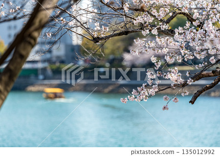Cherry blossom trees and water taxis along the Ota River Cherry blossom trees and water taxis along the Ota River 135012992