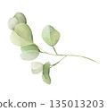 Eucalyptus branch isolated watercolor clipart. Hand painted greenery illustration for wedding, spring and summer designs, floral arrangements, invitations, stationery, branding and natural decor. 135013203